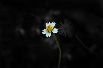 White Daisy with Yellow Center on Dark Background