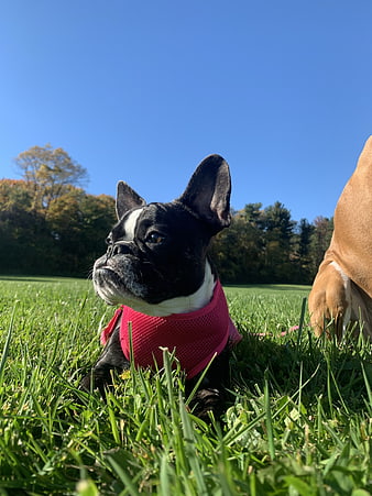 Black French Bulldog Puppy in Red Vest on Grass