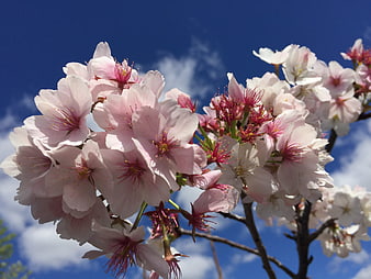 Pink cherry blossoms against a bright blue sky