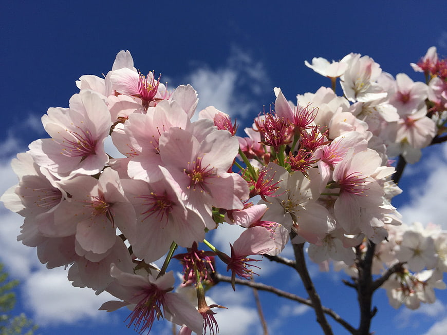Pink cherry blossoms against a bright blue sky