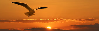 Seagull Flying Silhouette Against Vibrant Orange Sunset Sky