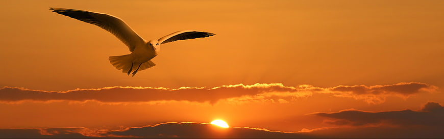 Seagull Flying Silhouette Against Vibrant Orange Sunset Sky
