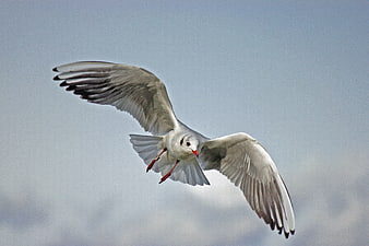 Seagull in Flight Against Blue Sky