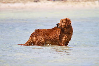 Golden Retriever Standing in Shallow Beach Water