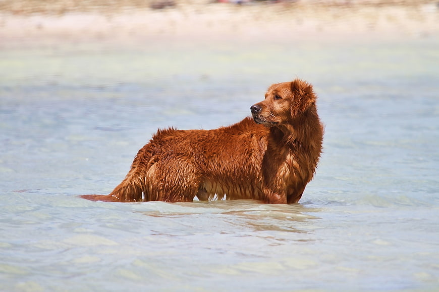 Golden Retriever Standing in Shallow Beach Water