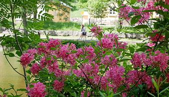 Vibrant Pink Rhododendron Blossoms in a Lush Spring Garden