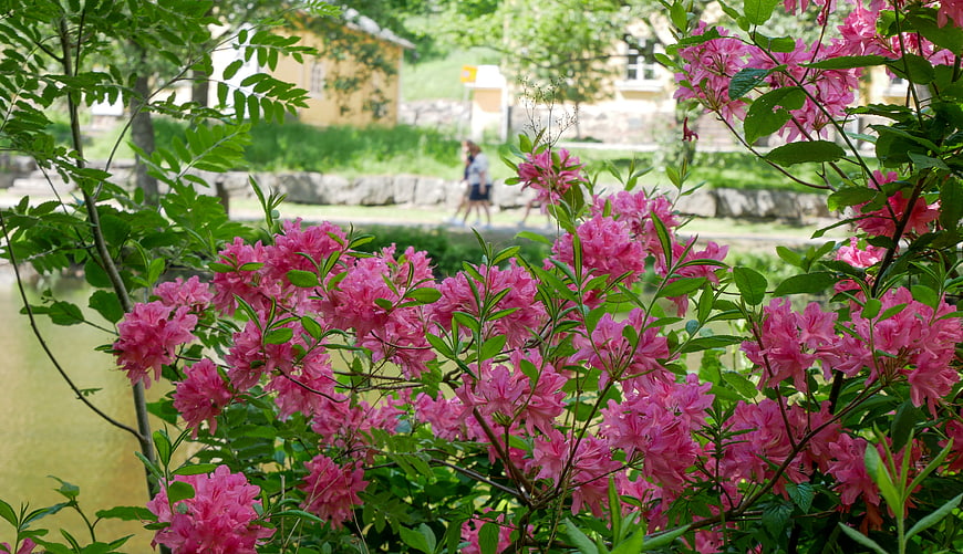 Vibrant Pink Rhododendron Blossoms in a Lush Spring Garden