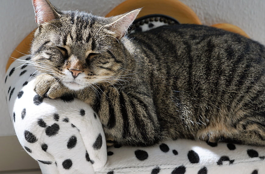Sleeping Tabby Cat on Polka Dot Cushion