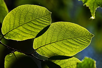 Backlit Green Leaves With Intricate Vein Texture
