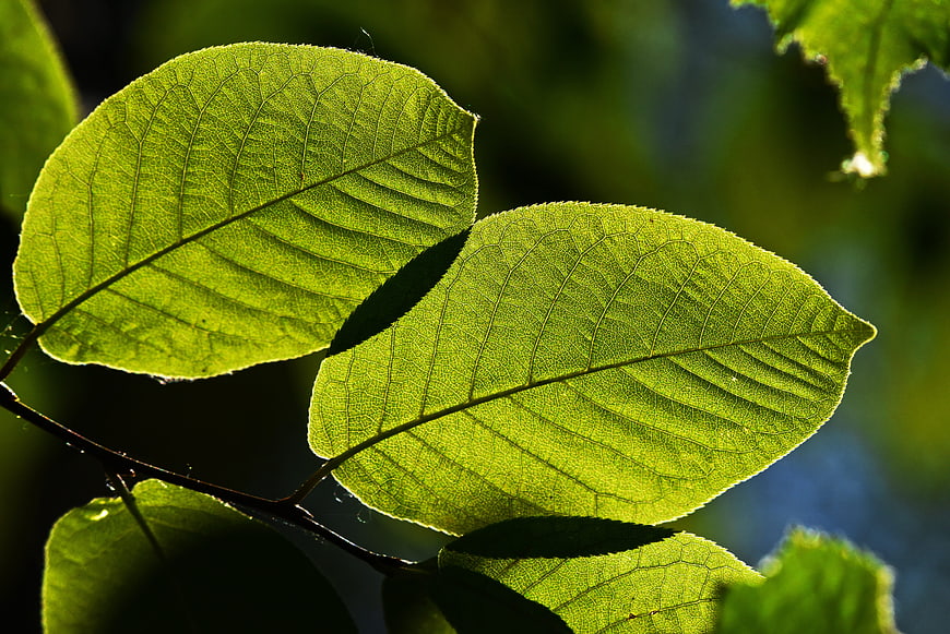 Backlit Green Leaves With Intricate Vein Texture