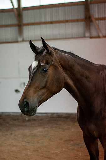 Brown Horse Portrait in Indoor Arena