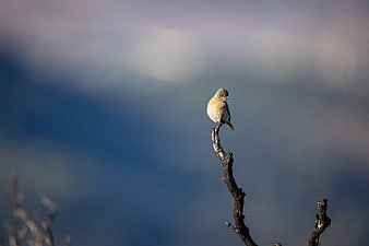 Small bird perched on branch with blurred blue background