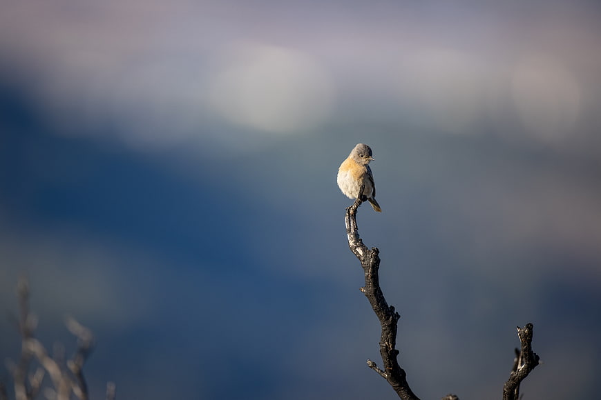 Small bird perched on branch with blurred blue background