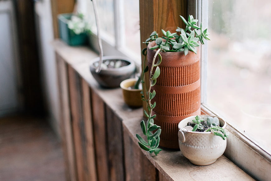 Succulents in Terracotta Pots on Wooden Windowsill