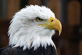 Close-up portrait of a majestic bald eagle head