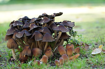 Cluster of brown mushrooms growing in green grass