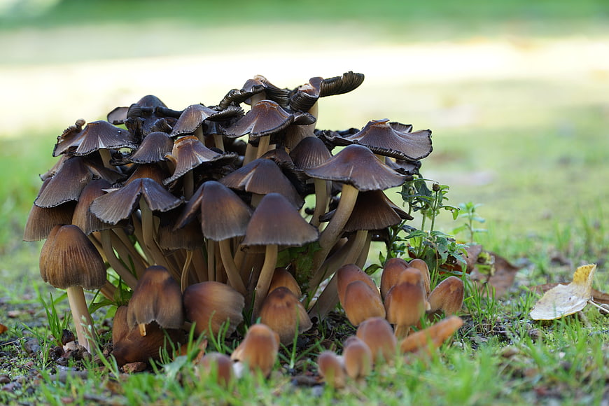 Cluster of brown mushrooms growing in green grass