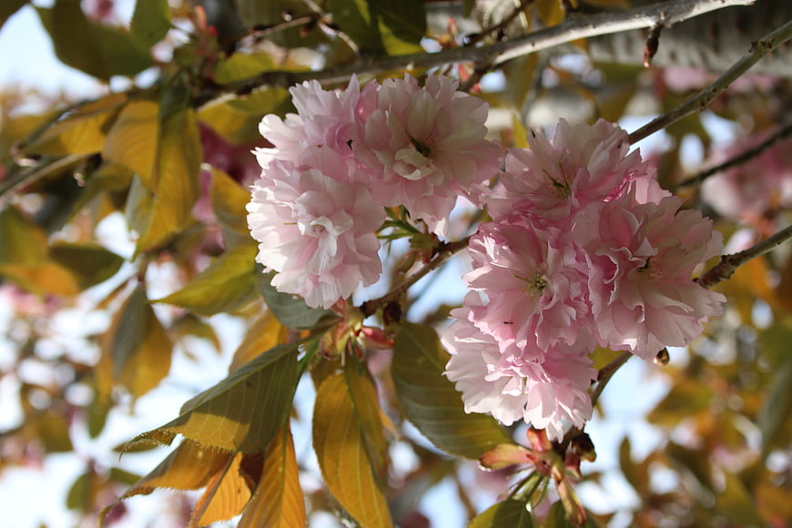 Pink cherry blossoms blooming on a branch with green leaves