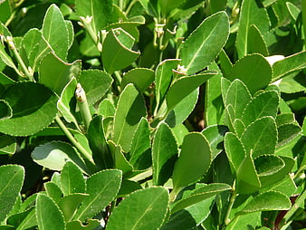 Close-up of vibrant green laurel leaves in sunlight