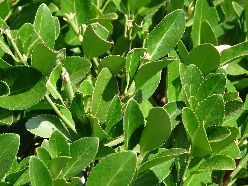 Close-up of vibrant green laurel leaves in sunlight