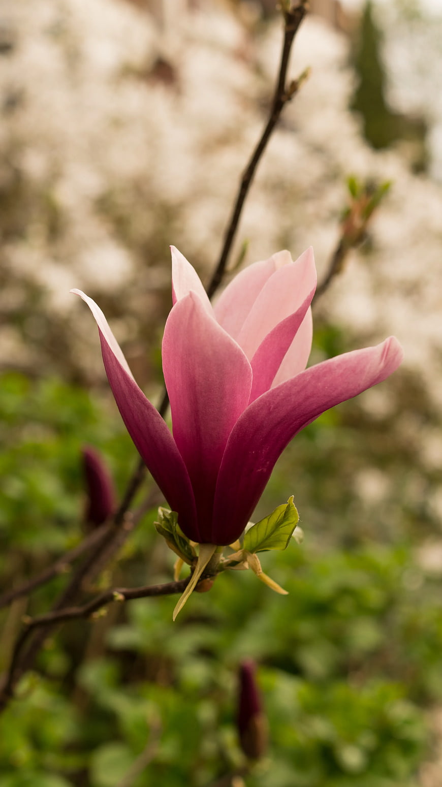 Pink Magnolia Flower Close-Up on Branch