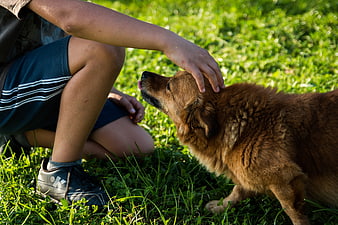 Boy petting brown dog on sunny grass