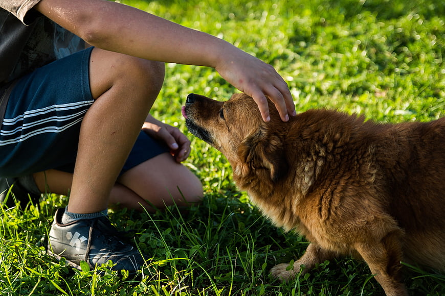 Boy petting brown dog on sunny grass
