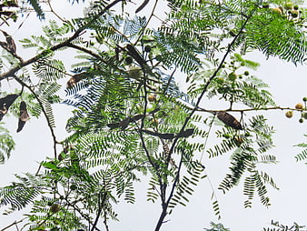 Low angle view of green fern-like leaves and seed pods against sky