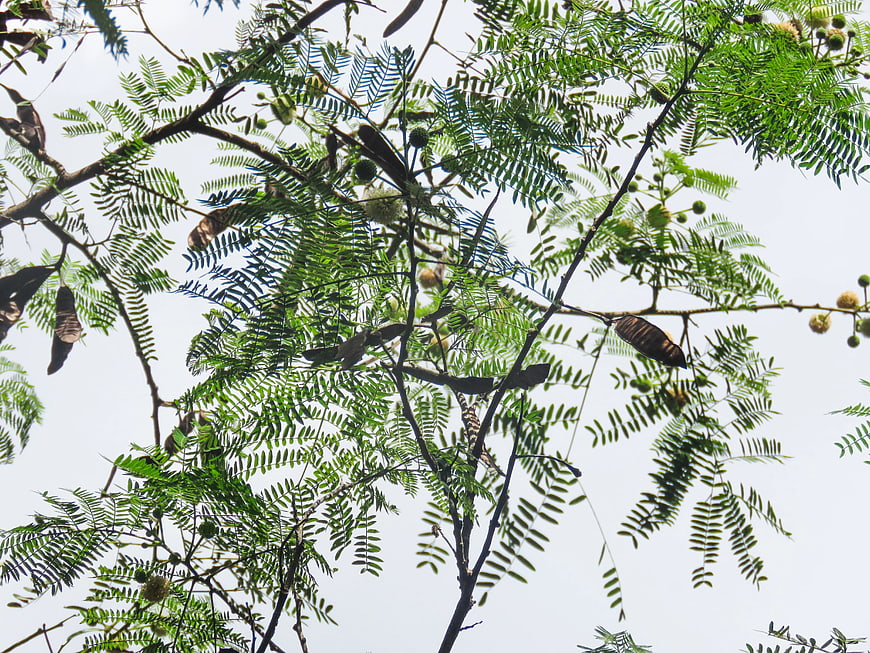 Low angle view of green fern-like leaves and seed pods against sky