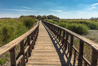 Wooden boardwalk path through marshland reeds