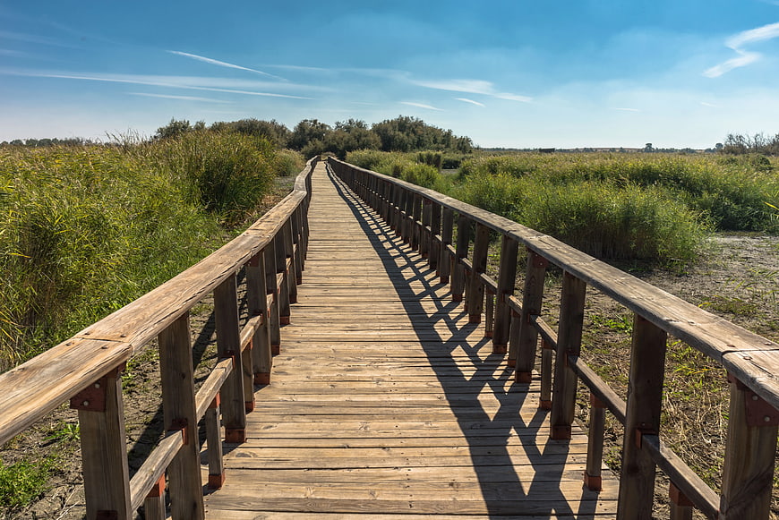 Wooden boardwalk path through marshland reeds