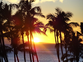 Tropical Palm Tree Silhouettes Against Golden Ocean Sunset Sky