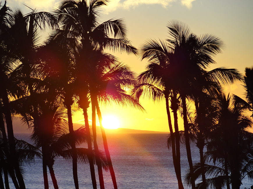 Tropical Palm Tree Silhouettes Against Golden Ocean Sunset Sky