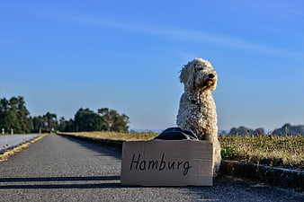 White dog hitchhiking with cardboard sign on rural road