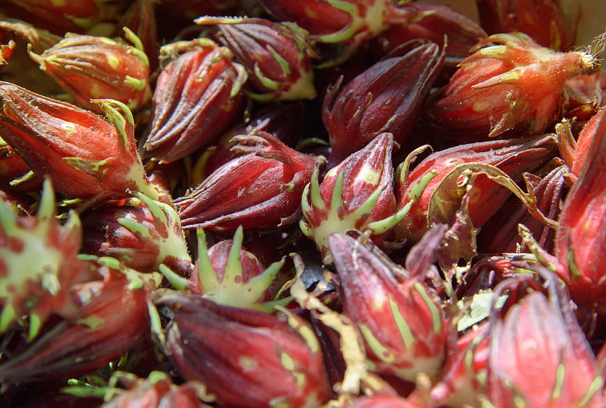 Close-up of fresh red hibiscus calyces for tea