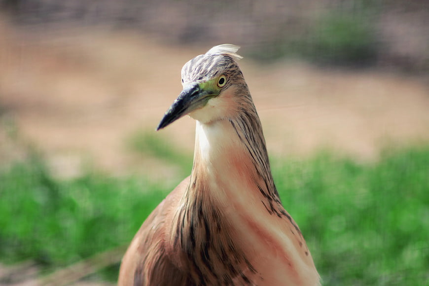 Close-up Portrait of a Reddish Egret Bird