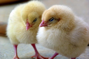 Cute fluffy yellow baby chicks standing together close up