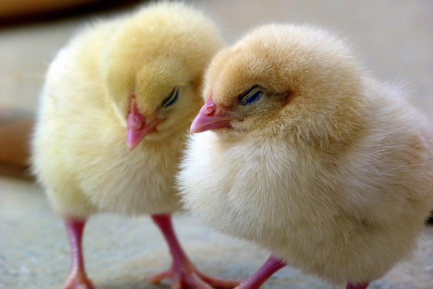 Cute fluffy yellow baby chicks standing together close up