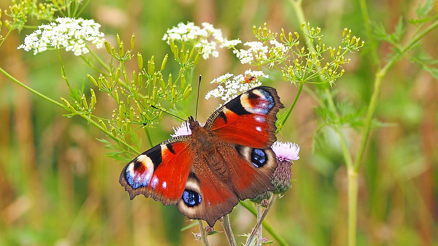 Peacock Butterfly on Wildflowers in Natural Habitat
