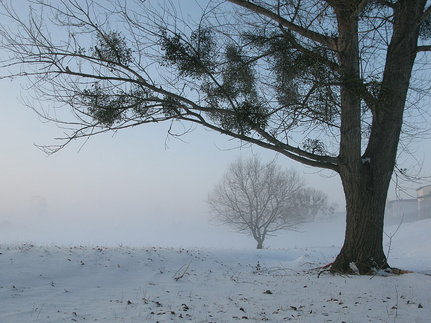 Misty winter landscape with large tree and snow