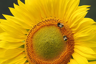 Close-up of Bumblebees Pollinating a Bright Yellow Sunflower
