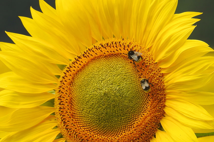 Close-up of Bumblebees Pollinating a Bright Yellow Sunflower