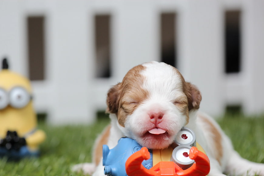 Cute sleeping puppy with tongue out holding minion toy