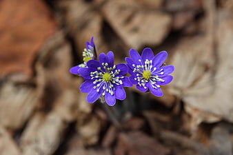Purple Hepatica Wildflowers Blooming on Forest Floor