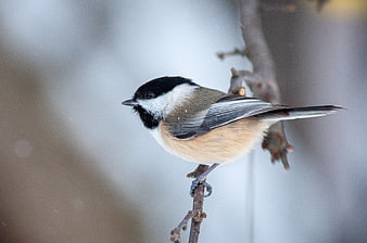 Black-capped Chickadee Perched on Branch in Winter