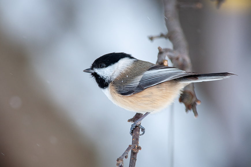 Black-capped Chickadee Perched on Branch in Winter