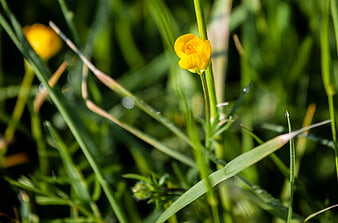 Close-up of a yellow buttercup flower in green grass