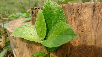 Fresh green leaves sprouting from a wooden tree stump