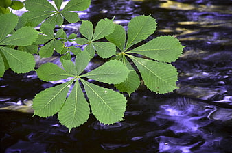 Green Horse Chestnut Leaves Over Flowing Stream Water