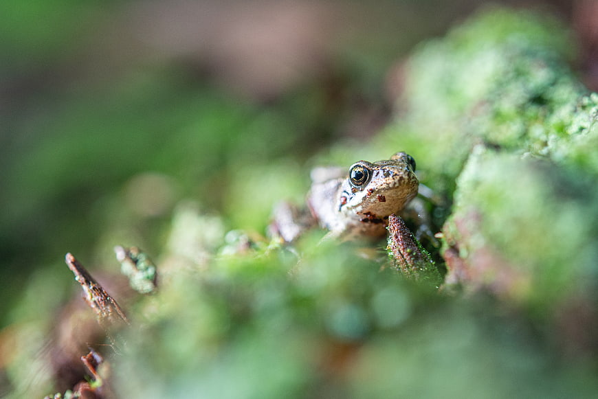 Close-up of a small frog on mossy green vegetation
